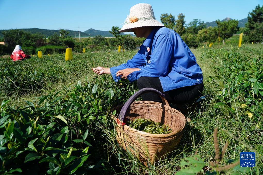 皇冠手机登入网址